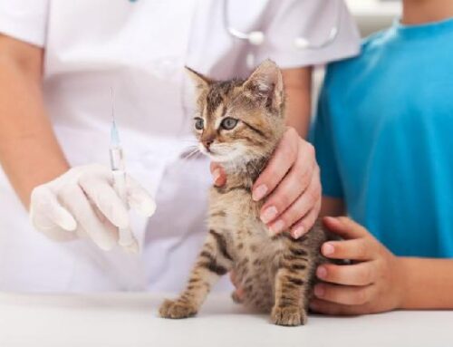 Os gatos – Sinais, tratamento e prevenção contra a Leishmaniose.