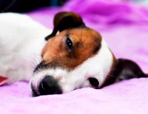 Seu dog dorme bem? Como ajudar o cão a dormir melhor?