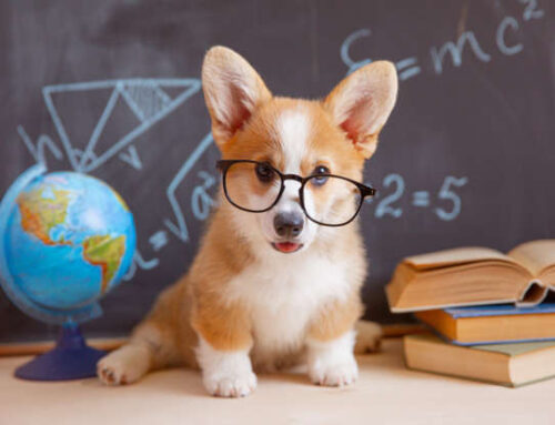 Conheçam as 20 raças de cães  mais inteligentes do mundo