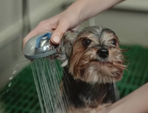 Como manter a higiene do pet?