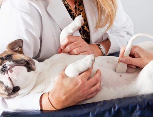Ultrassonografia veterinária: O quanto é importante esse exame para seu pet
